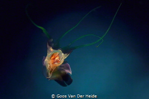 Sea Butterfly (5mm) by Goos Van Der Heide 